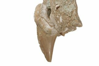 Otodus Shark Tooth Fossil in Rock - Eocene #215651
