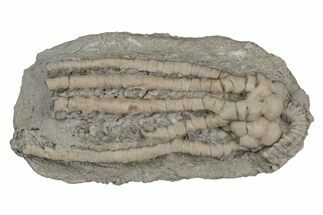 Fossil Crinoid (Decadocrinus) - Crawfordsville, Indiana #216128