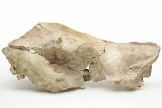Fossil Running Rhino (Subhyracodon) Partial Skull - Wyoming #216121
