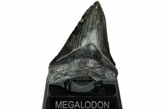 Serrated, Fossil Megalodon Tooth - South Carolina #208557