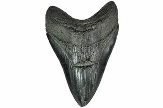 Fossil Megalodon Tooth - South Carolina #208563