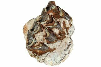 Oreodont (Merycoidodon) Jaw Section - South Dakota #215888