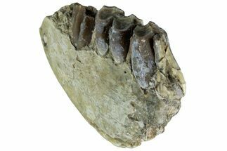 Oreodont (Merycoidodon) Jaw Section - South Dakota #215908