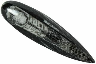 Polished Fossil Orthoceras (Cephalopod) - Morocco #216149