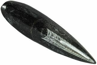 Polished Fossil Orthoceras (Cephalopod) - Morocco #216153