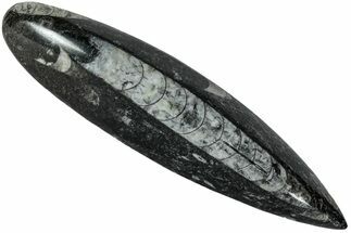 Polished Fossil Orthoceras (Cephalopod) - Morocco #216160