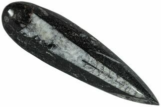 Polished Fossil Orthoceras (Cephalopod) - Morocco #216166