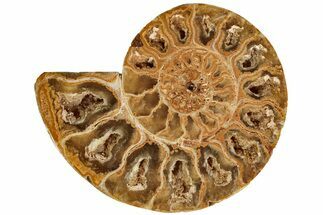 Jurassic Cut & Polished Ammonite Fossil (Half)- Madagascar #216000