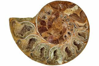 Jurassic Cut & Polished Ammonite Fossil (Half)- Madagascar #216002