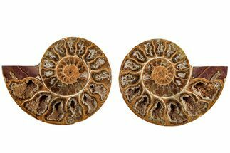 Jurassic Cut & Polished Ammonite Fossil (Pair)- Madagascar #215975