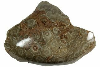 Polished Fossil Coral (Actinocyathus) Head - Morocco #202544