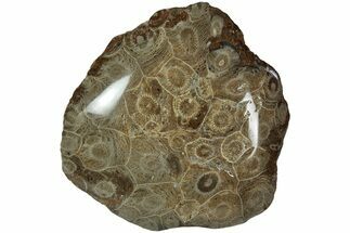 Polished Fossil Coral (Actinocyathus) Head - Morocco #202546