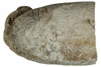 Cretaceous Fish Coprolite (Fossil Poop) - Kansas #216462