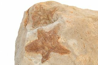 Plate of Silurian Starfish (Australaster) Fossils - Australia #216491