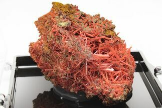 Bright Orange Crocoite Crystal Cluster - Tasmania #206925