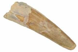 Fossil Pterosaur (Siroccopteryx) Tooth - Morocco #216953