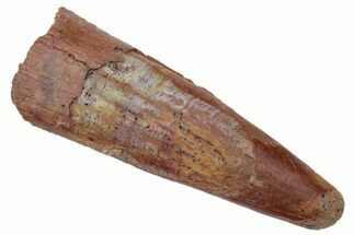 Fossil Pterosaur (Siroccopteryx) Tooth - Morocco #216972