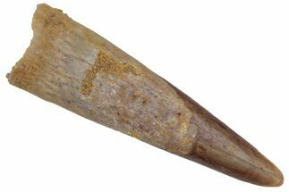 Fossil Pterosaur (Siroccopteryx) Tooth - Morocco #216973
