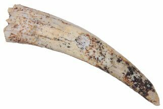 Fossil Pterosaur (Siroccopteryx) Tooth - Morocco #216983
