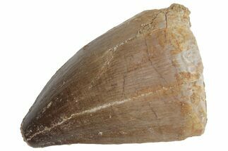 Fossil Mosasaur (Prognathodon) Tooth - Morocco #216988