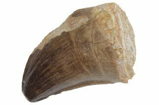 Fossil Mosasaur (Prognathodon) Tooth - Morocco #216991