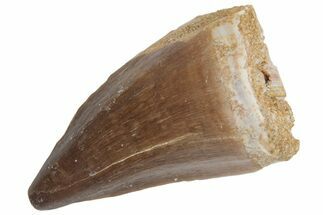 Fossil Mosasaur (Prognathodon) Tooth - Morocco #217001