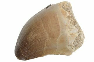 Fossil Mosasaur (Prognathodon) Tooth - Morocco #217014