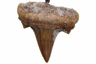 Fossil Paleocarcharodon Shark Tooth Necklace #216876
