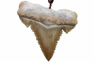 Serrated, Fossil Paleocarcharodon Shark Tooth Necklace #216883