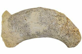 Ordovician Oncoceratid (Beloitoceras) Fossil - Wisconsin #216390