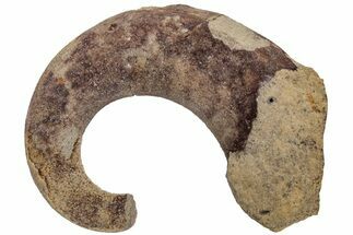 Ordovician Septate Gastropod (Ecculiomphalus) Fossil - Wisconsin #216404