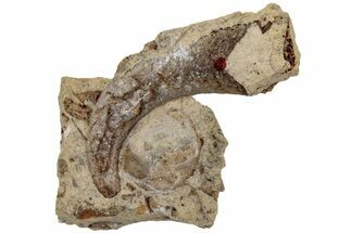 Ordovician Septate Gastropod (Ecculiomphalus) Fossil - Wisconsin #216410