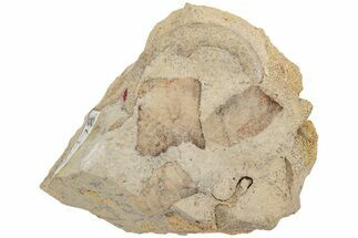 Ordovician Septate Gastropod (Ecculiomphalus) Fossil - Wisconsin #216412