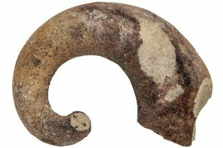 Ordovician Septate Gastropod (Ecculiomphalus) Fossil - Wisconsin #216420