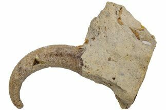 Ordovician Septate Gastropod (Ecculiomphalus) Fossil - Wisconsin #216425