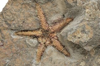 Ordovician Starfish (Petraster?) Fossil - Morocco #217073