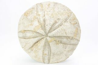 Jurassic Sea Urchin (Clypeus) Fossil - England #216918