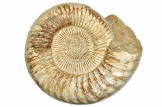 Polished Jurassic Ammonite (Perisphinctes) - Madagascar #217114