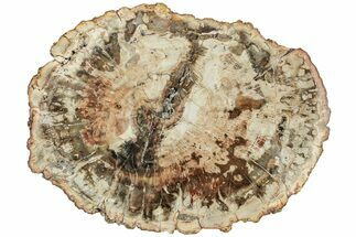 Triassic, Petrified Wood (Araucaria) Round - Madagascar #217083