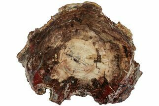 Triassic, Petrified Wood (Araucaria) Round - Madagascar #217104