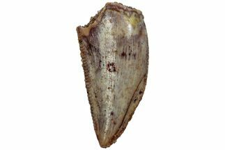 Serrated, Raptor Tooth - Real Dinosaur Tooth #216543