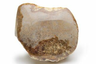 Polished Fossil Coral Head - Indonesia #210922
