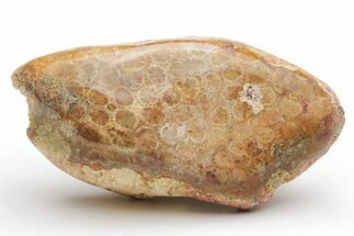 Polished Fossil Coral Head - Indonesia #210929