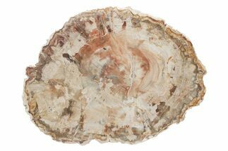 Triassic, Petrified Wood (Araucaria) Slab - Madagascar #217102