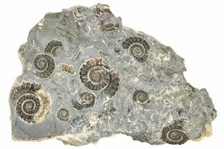 Ammonite (Promicroceras) Cluster - Marston Magna, England #216614