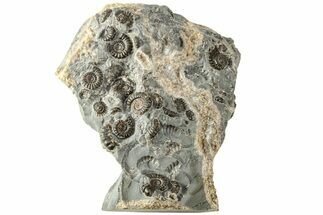 Ammonite (Promicroceras) Cluster - Marston Magna, England #216622