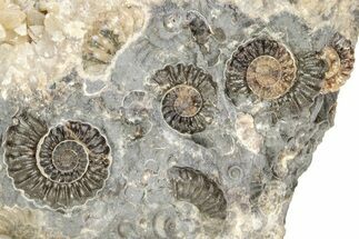 Ammonite (Promicroceras) Cluster - Marston Magna, England #216638