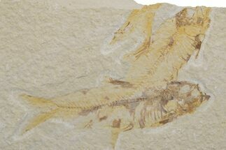 Multiple Fossil Fish (Knightia) Plate - Wyoming #217557