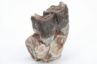 Fossil Running Rhino (Hyracodon) Tooth - South Dakota #216678