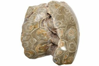 Polished Fossil Coral (Actinocyathus) Head - Morocco #202494